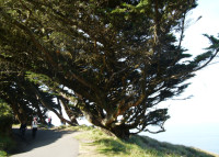 Point Reyes Lighthouse and Lighthouse Trees