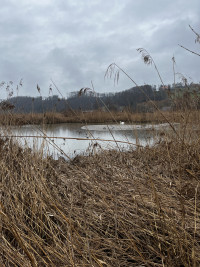 Naturschutzgebiet Niederried Oltigenmatt
