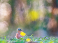 Schlosspark Laxenburg