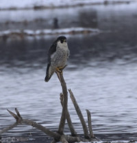 Mietkowski Reservoir