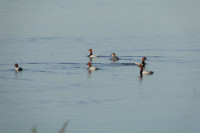 Lake Dąbie - Lubczyna