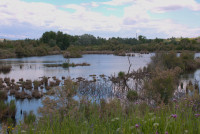 Laguna de Miralrío