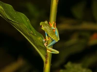 Heliconias Nature Inn Gardens
