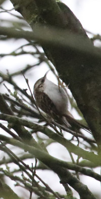 Aylestone Meadows LNR