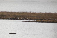 Feuchtwiesen Gedenkstätte Stresow
