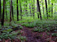 Backus Woods