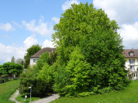 Küsnacht Wangensbach