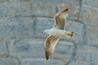 Faro de Cabo de Palos