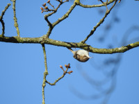 's-Gravelandse Landgoederen