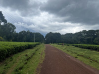 Kakamega Forest