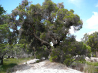 Lightning Swamp Bushland