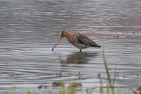 Le Marais des Marpiniaux