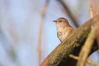 Natuurgebied Wolvenberg