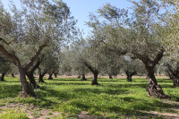 Ermita de la Pietat to Bassa de la Ermita Walk