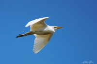 Marais de la Couarde