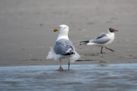 Sandbank Sankt-Peter-Ording