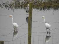 Hurworth Burn Reservoir