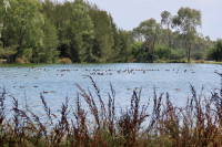 Corowa Sewage Ponds