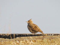 Geflügelmastanlagen und Kiesgrube Oppin