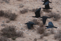 Mouth of the Oued Tamri