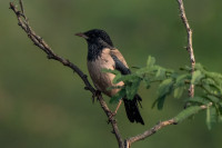 Manjeera Wildlife Sanctuary