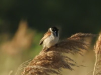 Mokradła Ścieżka Przyrodnicza