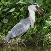 Antrim Castle Gardens River Path