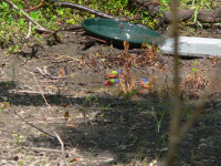 Sabine Woods Sanctuary