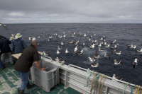Stewart Island Pelagic