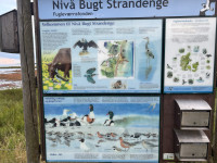 Nivå Strandeng