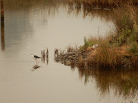 Reserva Natura Ría de Villaviciosa