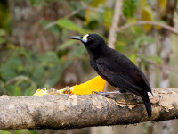 Magic Mountain Lodge