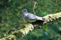 Rogalin - Palace Park