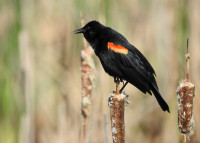 ƛ̓éxətəm Regional Park