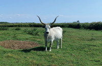 Ludaš Lake Nature Reserve