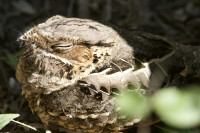 Estero Llano Grande State Park