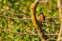 Nahe-Wehren im Huttental