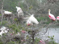 High Island - Smith Oaks Sanctuary