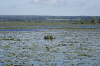 Cruise on Lake Drużno