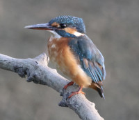 Area Naturale La Querciola