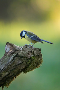 Ptačí Park Josefovské Louky