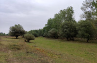 Belegiš Floodplain Meadows