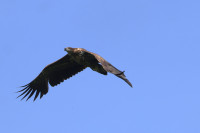 Kranichutkiek Flemendorf