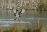 Sherborne Park Estate
