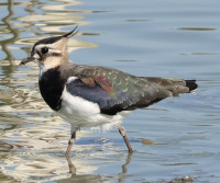 Oasi WWF - Stagni di Focognano