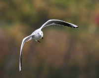 Base de Loisirs de Draveil