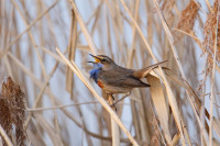 Sacker Schnepfensumpf