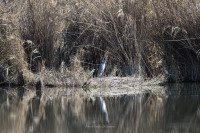 Riserva Naturale Lago di Montepulciano