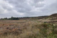 Dersingham Bog