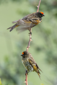 Kalecik Cattle Spring